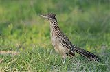 Greater Roadrunner